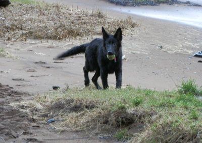 5 month old german shepherd