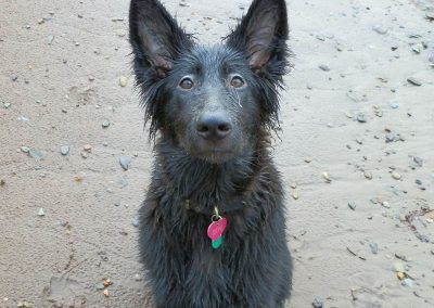 Black German shepherd puppy sitting