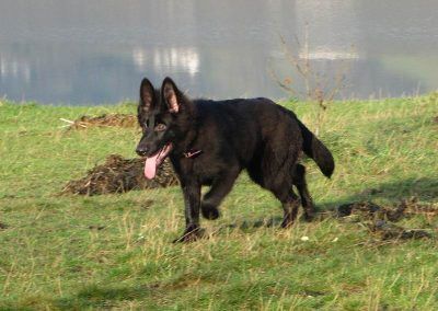 black long coated german shepherd puppy