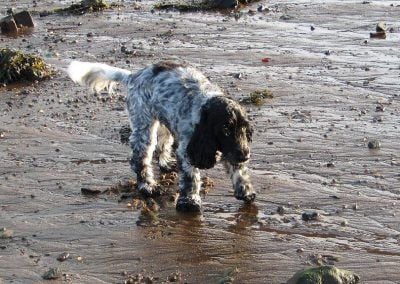 Cocker spaniel standing on a wet sandy beach