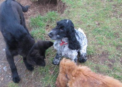 pups sitting for a treat