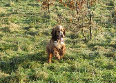 Cocker spaniel running