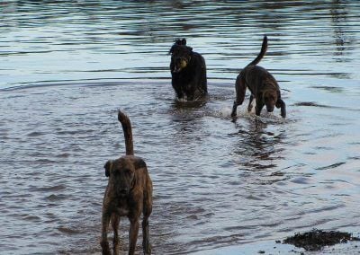 Lurchers and collie cross playing with ball