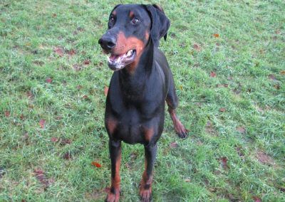 doberman