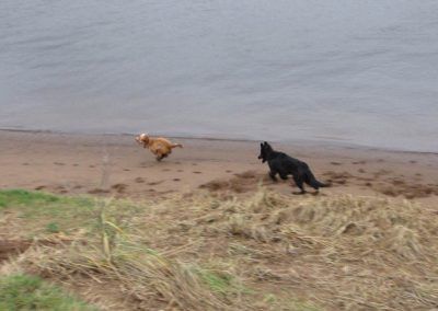 German shephed dog chasing cocker spaniel