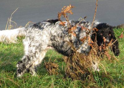 Dog hiding behind a small bush