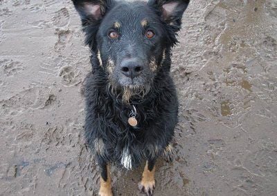 dog posing for a picture