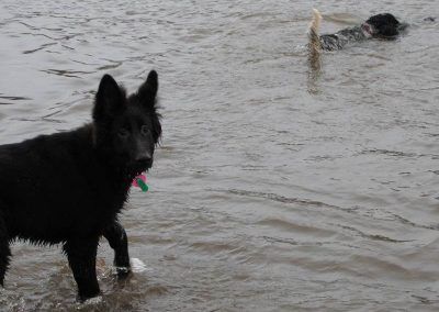 Dog swimming in River Clyde
