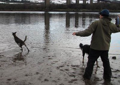 dog walker with dogs