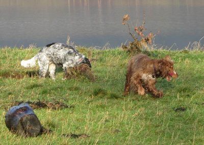 Two cocker spaniels on grass
