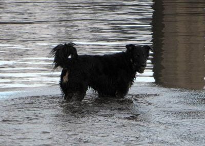 Dog standing in water