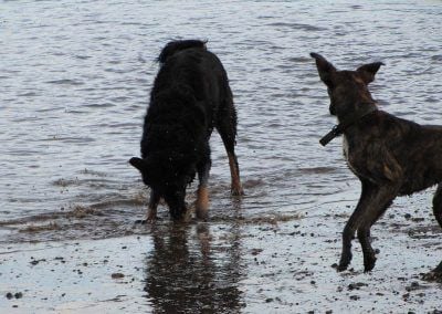 Dogs playing with ball