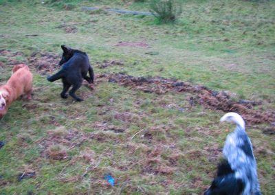 dogs chasing each other