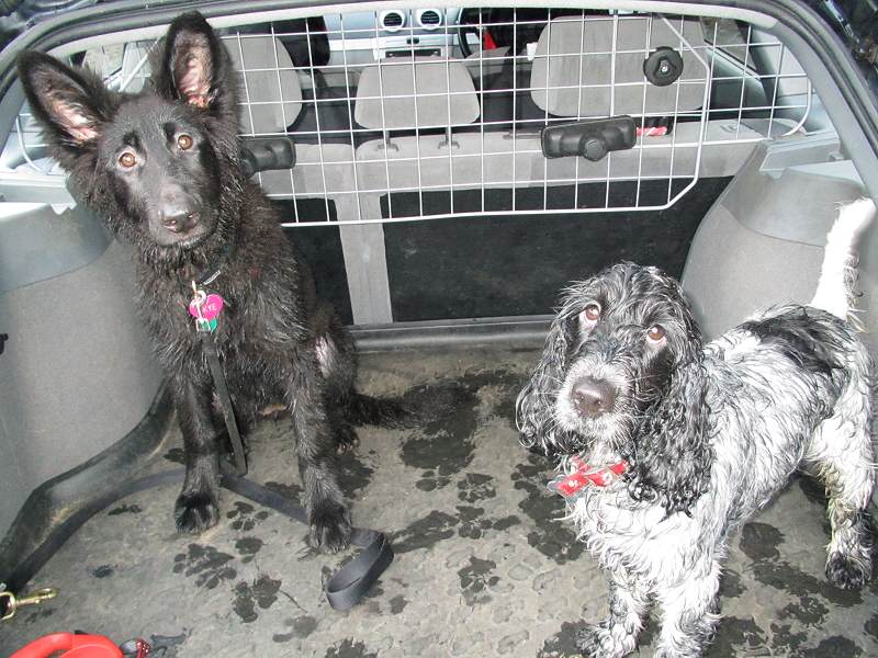 dog's sitting in car