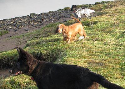 dogs lining up on grassy verge