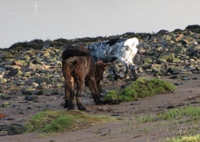 Dogs sniffing at the beach!