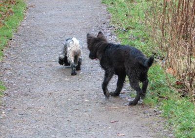 Walking two dogs