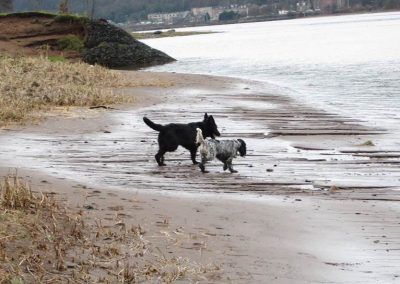 Puppy following dog