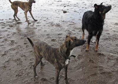 Dogs waiting to play