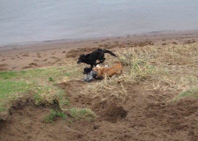 dogs playing on beach