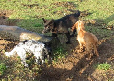 dogs with driftwood