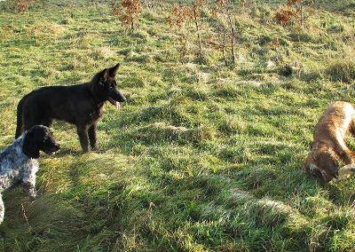 Dogs playing with plastic bottle