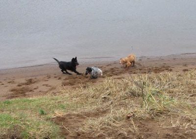 Dogs chasing each other around a sandy beach