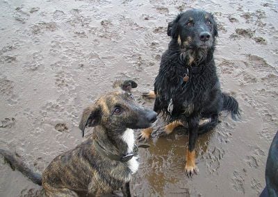 Dogs sit nice for treat