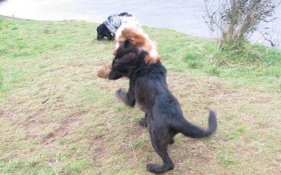 Pups wrestling! puppy wrestling