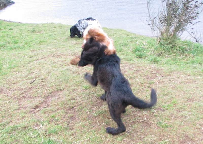 puppy wrestling