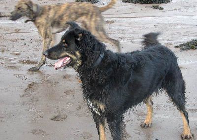 rottweiler/collie cross