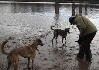 Dog walker picking up ball