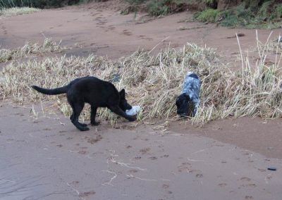 Dogs playing with bottle