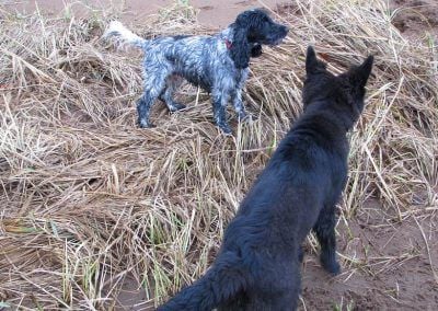 German shepherd puppy and cocker spaniel