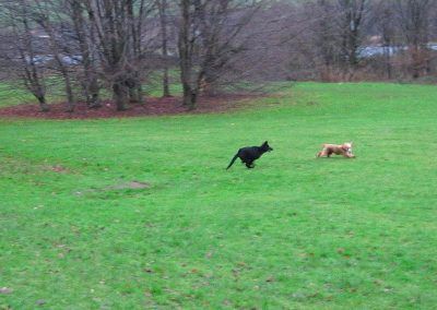 german shepherd chasing cocker spaniel