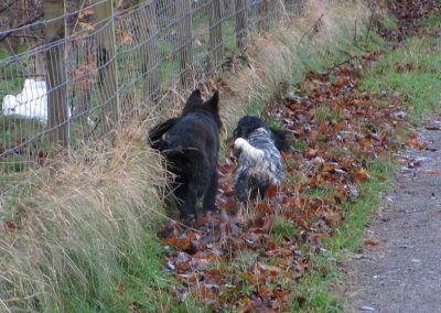 Two dogs walking side by side