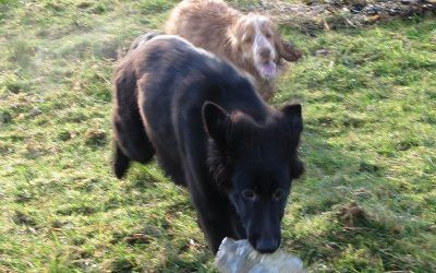 Skye makes off with Penny close behind! German shepherd pup being chased