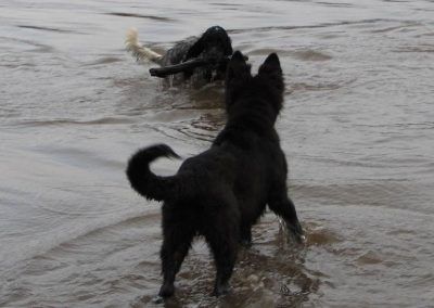Dog swimming in River
