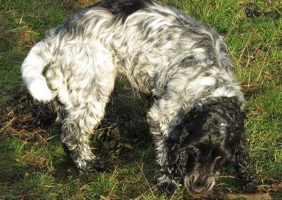 Cocker spaniel with stick