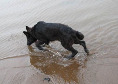 German shepherd puppy walking through water