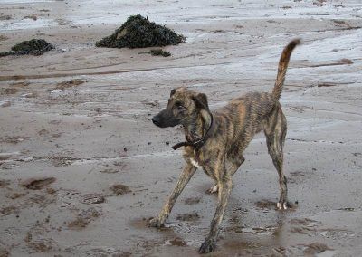 Dog prepares to chase after ball