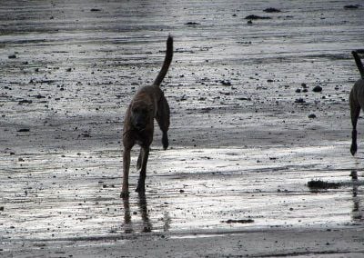 Lurcher sprinting in Erskine