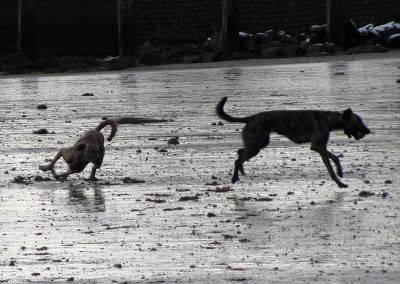 Lurchers running