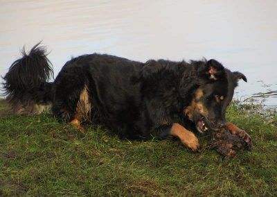 Dog eating stick