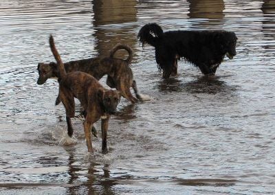 Three dogs standing in a river