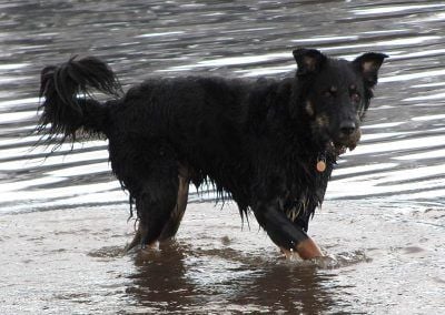 collie cross in the river clyde