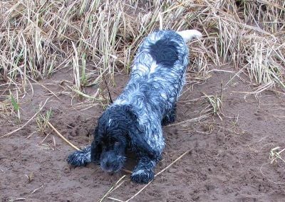 cocker spaniel play bow