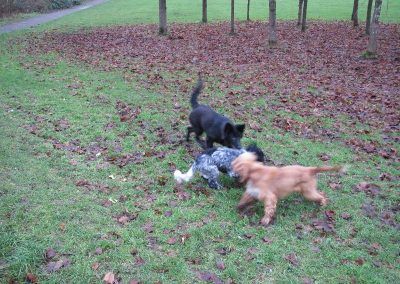 Three dogs playing