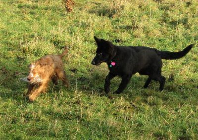 German shepherd puppy chasing cocker spaniel puppy