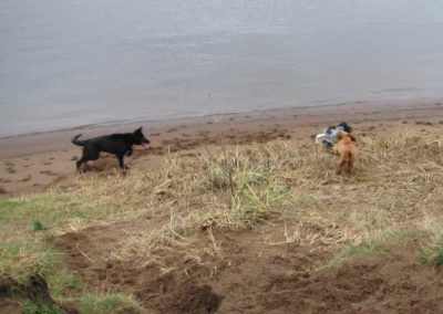puppies playing outdoors